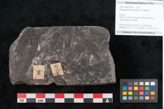 Foto (Objekt + Etikett) von Noeggerathia palmaeformis Goeppert (NHMW-GEO-2024-0188-10756)